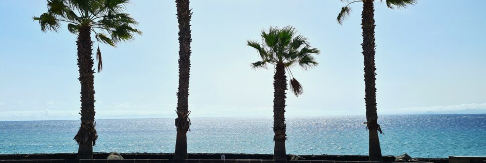 Palme in Lanzarote