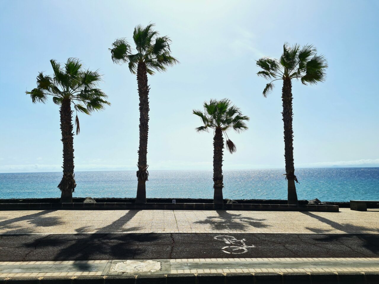 Palms in Lanzarote