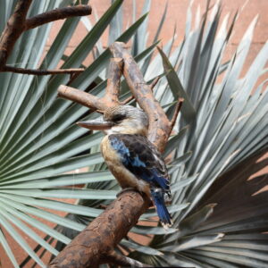 Blue-winged Kookaburra