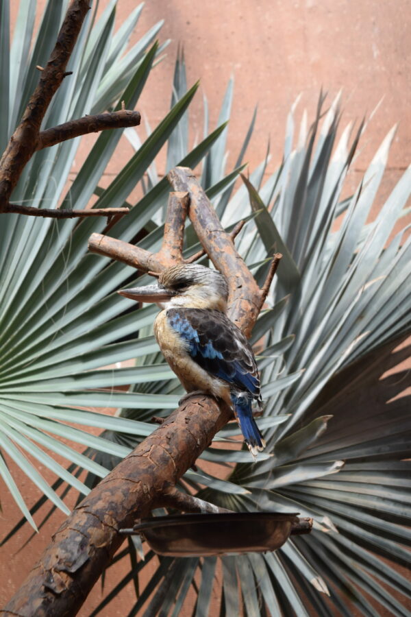 Blue-winged Kookaburra